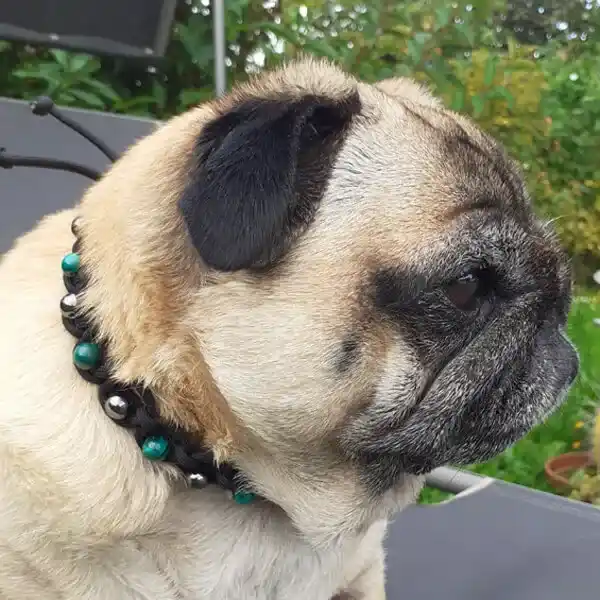 collier lithothérapie chien