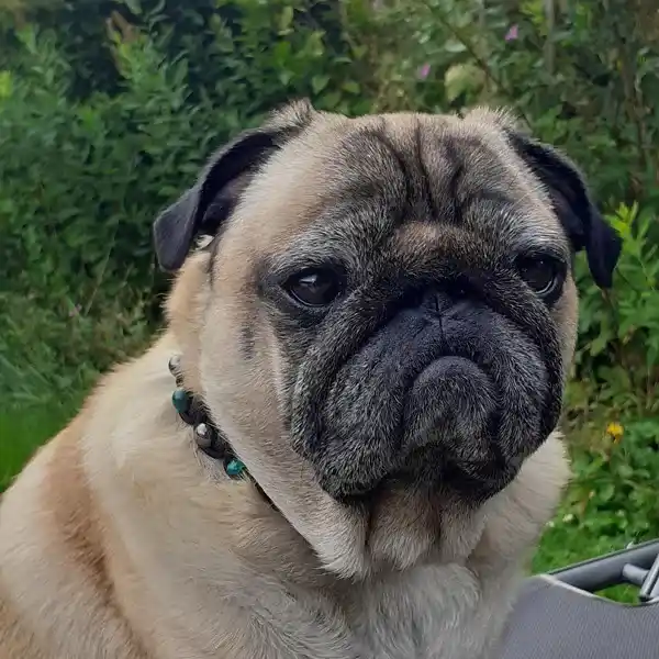 collier lithothérapie chien