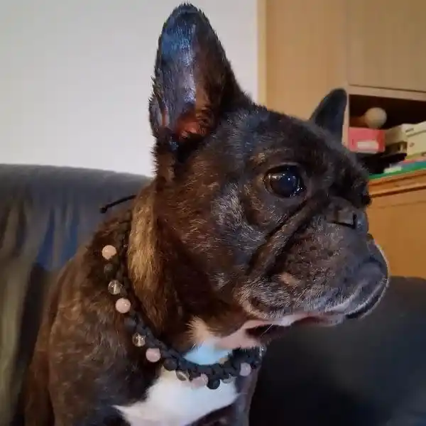 bouledoge français qui porte un collier chien lithotherapie personnalisé en pierres naturelles