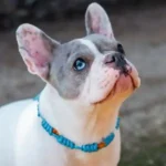 collier anti puces et tiques naturel