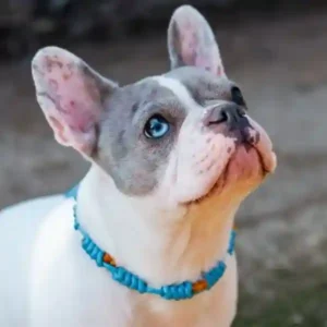 collier anti puces et tiques naturel