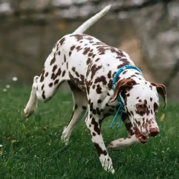 chien dalmatien avec un collier anti puces et tiques naturel en céramique EM