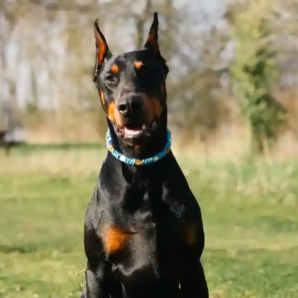 collier anti puces et tiques naturel porté par un doberman