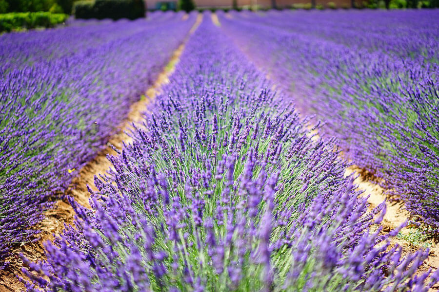 champ de lavande distillerie bel air