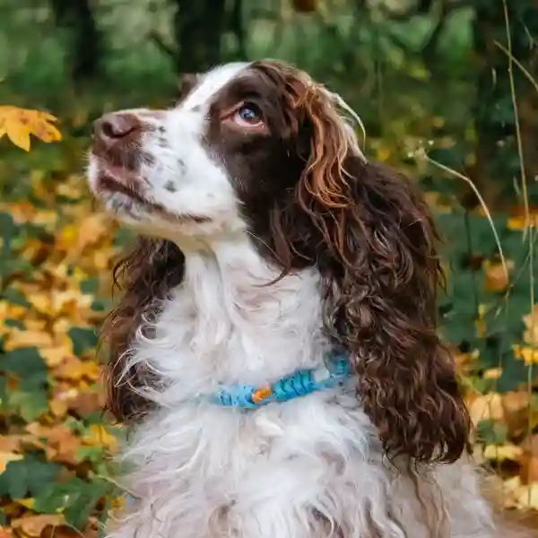 collier anti puces et tiques, antiparasitaire naturel chien et chat sans produit chimique