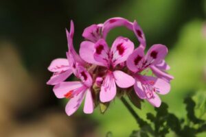 Huile essentielle de geranium rosat