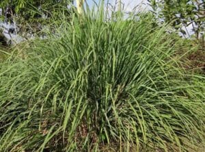 huile essentielle de citronnelle de java