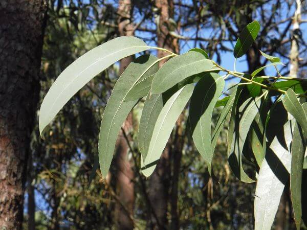 huile essentielle d'eucalyptus citronné