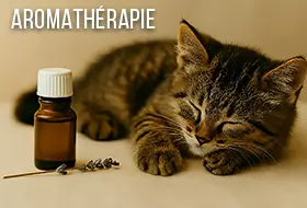 le-blog-aromatherapie