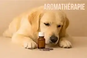 le-blog-aromatherapie